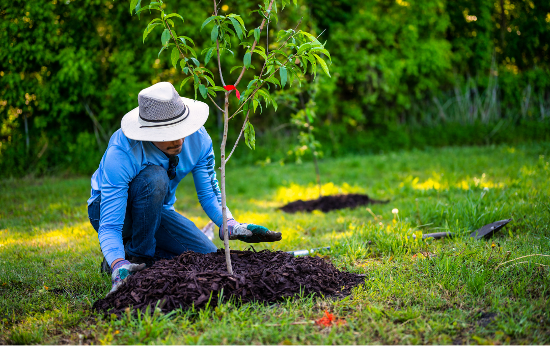 Tree Plantation Services in Abu Dhabi