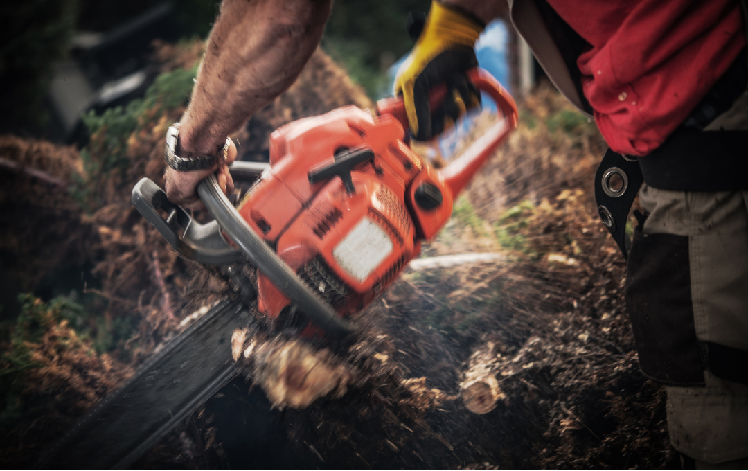 Professional Tree Plantation and Removal Services in Abu Dhabi